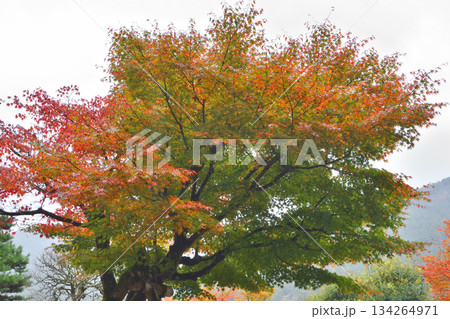 大原の紅葉 134264971