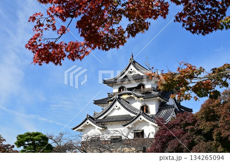 天守閣と紅葉(彦根城) 天守閣と紅葉(彦根城) 134265094