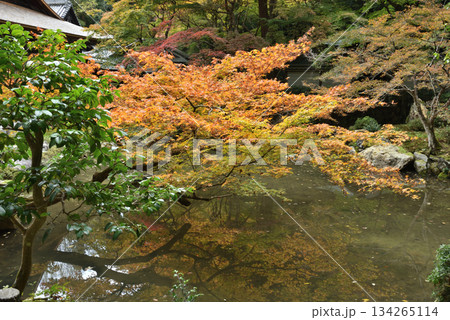 秋の南禅院庭園 曹源池(京都市左京区) 秋の南禅院庭園 曹源池(京都市左京区) 134265114
