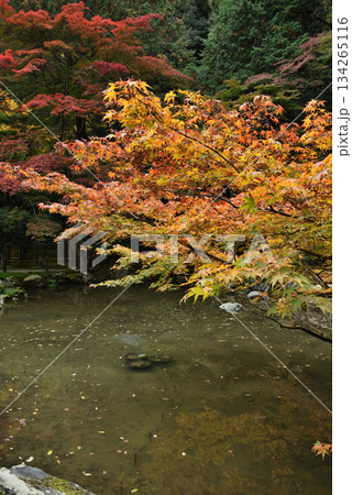 秋の南禅院庭園　曹源池(京都市左京区) 134265116