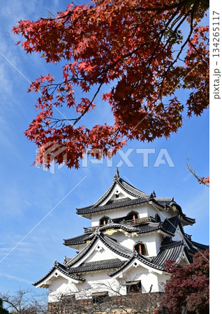 天守閣と紅葉（彦根城） 134265117