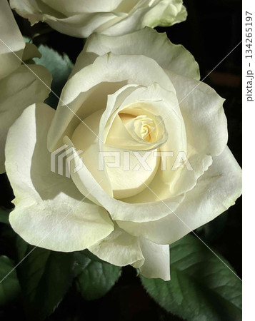 白いバラのクローズアップ|清潔感・上品・ブライダルイメージ 白いバラのクローズアップ|清潔感・上品・ブライダルイメージ 134265197