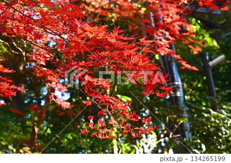 紅葉が美しい清水公園のもみじ 134265199