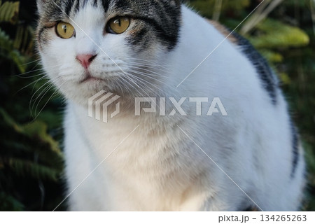 可愛い三毛猫 可愛い三毛猫 134265263