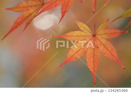 美しい紅葉の風景　モミジの葉のクローズアップ 134265360