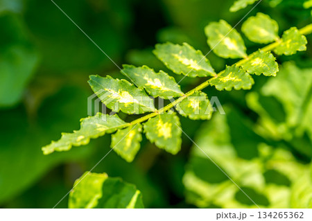 初夏の緑～山椒の香り～ 134265362