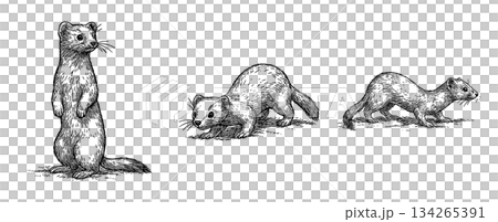 貂（站立、躺臥、行走）鋼筆畫套裝 134265391