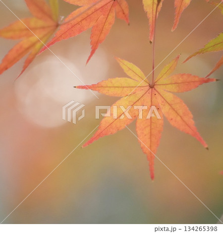 美しい紅葉の風景　モミジの葉のクローズアップ 134265398