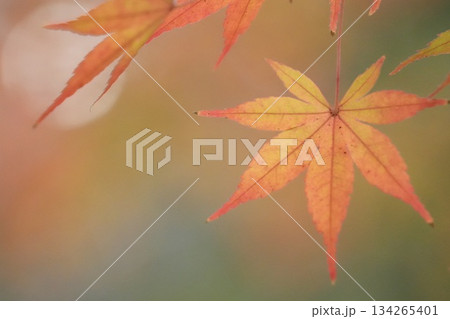 美しい紅葉の風景　モミジの葉のクローズアップ 134265401