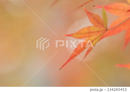 美しい紅葉の風景　モミジの葉のクローズアップ 134265453