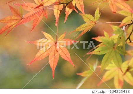 美しい紅葉の風景　モミジの葉のクローズアップ 134265458
