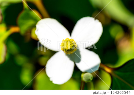 クローズアップ蕺草(ドクダミ)～初夏～ 134265544