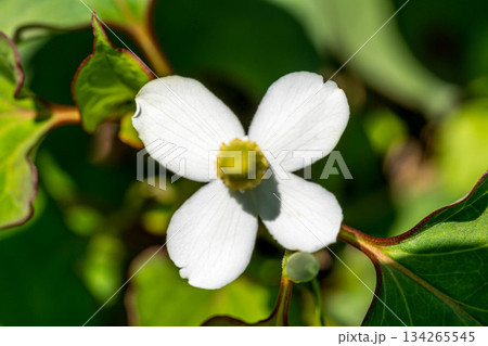 クローズアップ蕺草(ドクダミ)～初夏～ 134265545