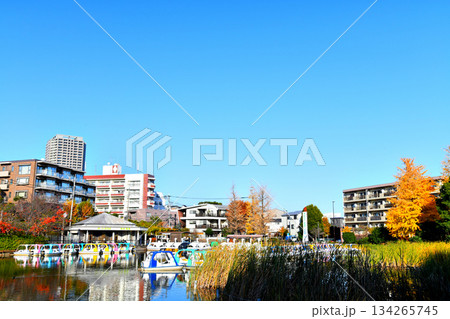 都立 石神井公園(東京都練馬区)【2025.12】 134265745