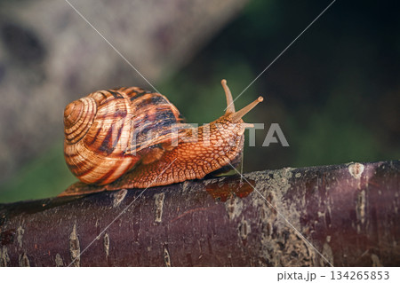 A small brown and white snail is on a tree branch 134265853