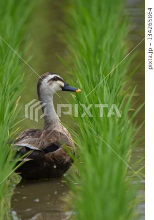 田んぼにいるカルガモ 田んぼにいるカルガモ 134265864