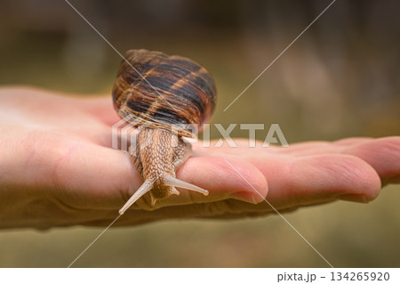 A hand holding a snail A hand holding a snail 134265920