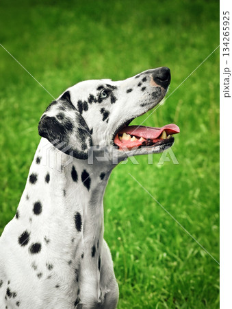 A Dalmatian dog is sitting on the grass and looking at the camera A Dalmatian dog is sitting on the grass and looking at the camera 134265925