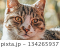 A cat with a yellowish green eye is staring at the camera 134265937