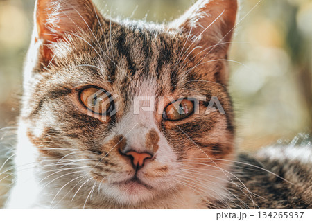 A cat with a yellowish green eye is staring at the camera A cat with a yellowish green eye is staring at the camera 134265937
