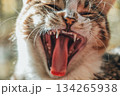 A cat is yawning and has its mouth open wide 134265938