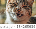 A cat with its mouth open and teeth showing 134265939