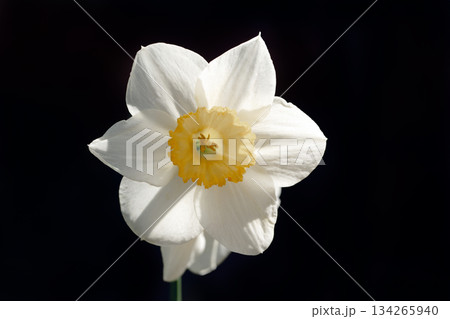 A single white flower with a yellow center A single white flower with a yellow center 134265940