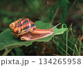 A small, brown and white snail is on a leaf 134265958