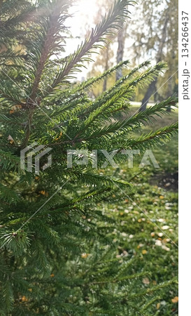 A close-up of lush green spruce needles glistening in warm sunlight. This image symbolizes nature s beauty and resilience, perfect for designs and media focusing on freshness and growth. 134266437