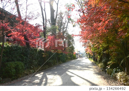 下鴨神社　参道と紅葉 134266492