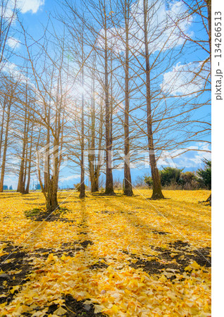 イチョウの木と落ち葉の絨毯【長野県】 134266513