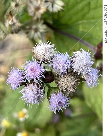 カッコウアザミ(アゲラタム)の花 クローズアップ カッコウアザミ(アゲラタム)の花 クローズアップ 134266671