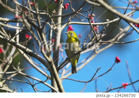 ハナミズキの赤い実を食べに来たメジロ　野鳥 134266730