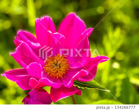 初夏の彩り～芍薬(シャクヤク)の花～ 134266777