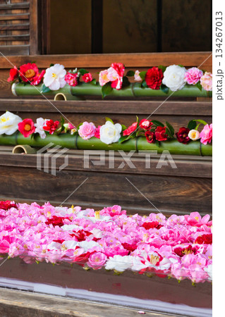 京都　霊鑑寺　春の特別拝観　美しい椿の花（京都府京都市左京区） 134267013