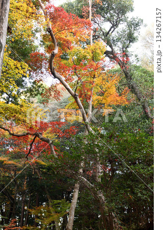 知多市日長神社の紅葉 134267157