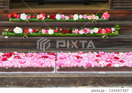 京都　霊鑑寺　春の特別拝観　美しい椿の花（京都府京都市左京区） 134267387