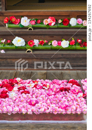 京都 霊鑑寺 春の特別拝観 美しい椿の花(京都府京都市左京区) 京都 霊鑑寺 春の特別拝観 美しい椿の花(京都府京都市左京区) 134267692