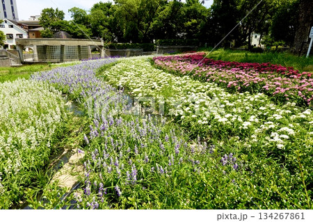 住吉公園の花と水の広場で花が咲きそろっている風景　大阪市住吉区 134267861
