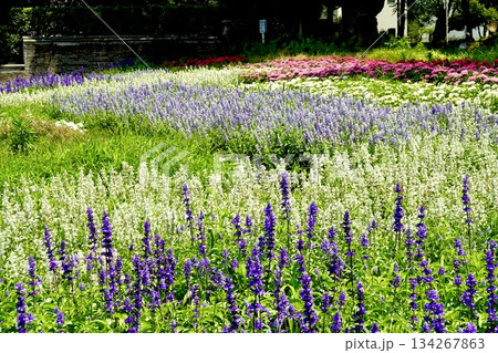 住吉公園の花と水の広場で花が咲きそろっている風景 大阪市住吉区 住吉公園の花と水の広場で花が咲きそろっている風景 大阪市住吉区 134267863