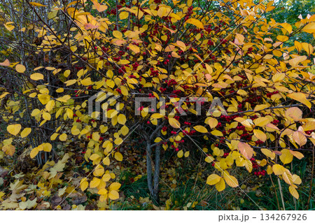 Vivid Autumn Foliage With Bright Yellow Leaves On Trees And Ground 134267926