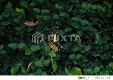 クモの巣とジョロウグモ 134267951