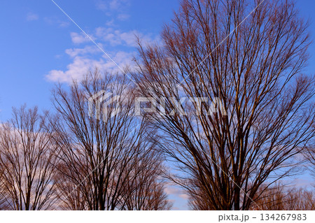 落葉した晩秋のケヤキ 落葉した晩秋のケヤキ 134267983