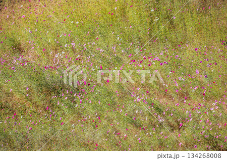 袋井市のみつかわ夢の丘公園のコスモスの風景(静岡県) 134268008