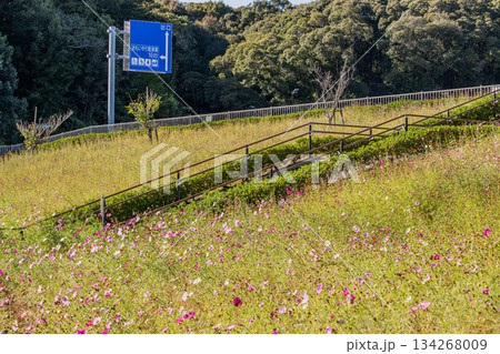 袋井市のみつかわ夢の丘公園のコスモスの風景(静岡県) 袋井市のみつかわ夢の丘公園のコスモスの風景(静岡県) 134268009