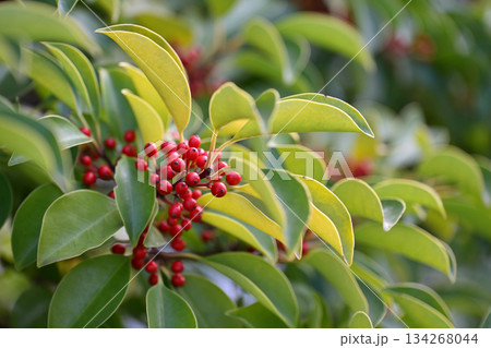 クロガネモチの赤い実、モチノキの実 134268044