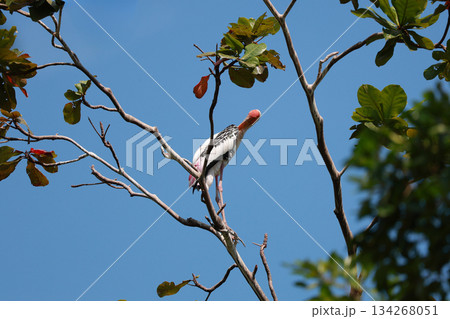 The Painted Stork bird (Mycteria leucocephala) on tree in nature The Painted Stork bird (Mycteria leucocephala) on tree in nature 134268051