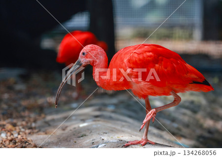 Close up  the scarlet ibis is beautiful bird 134268056