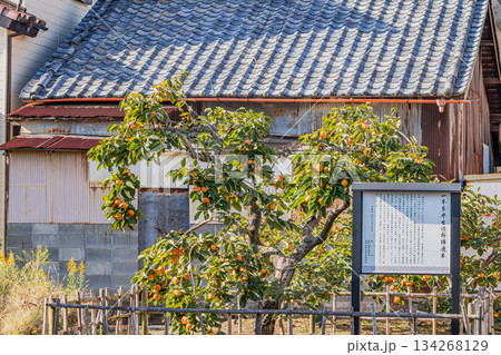 森町の治郎柿原木の風景(静岡県) 134268129