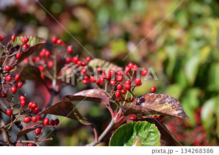ガマズミ属 ハクサンボクの赤い実 134268386